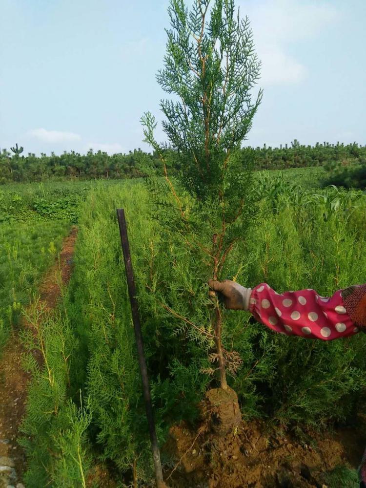 塔柏树苗侧柏树苗蜀块松树苗宝塔松柏树苗松柏圆柏刺柏铺地柏龙柏塔柏