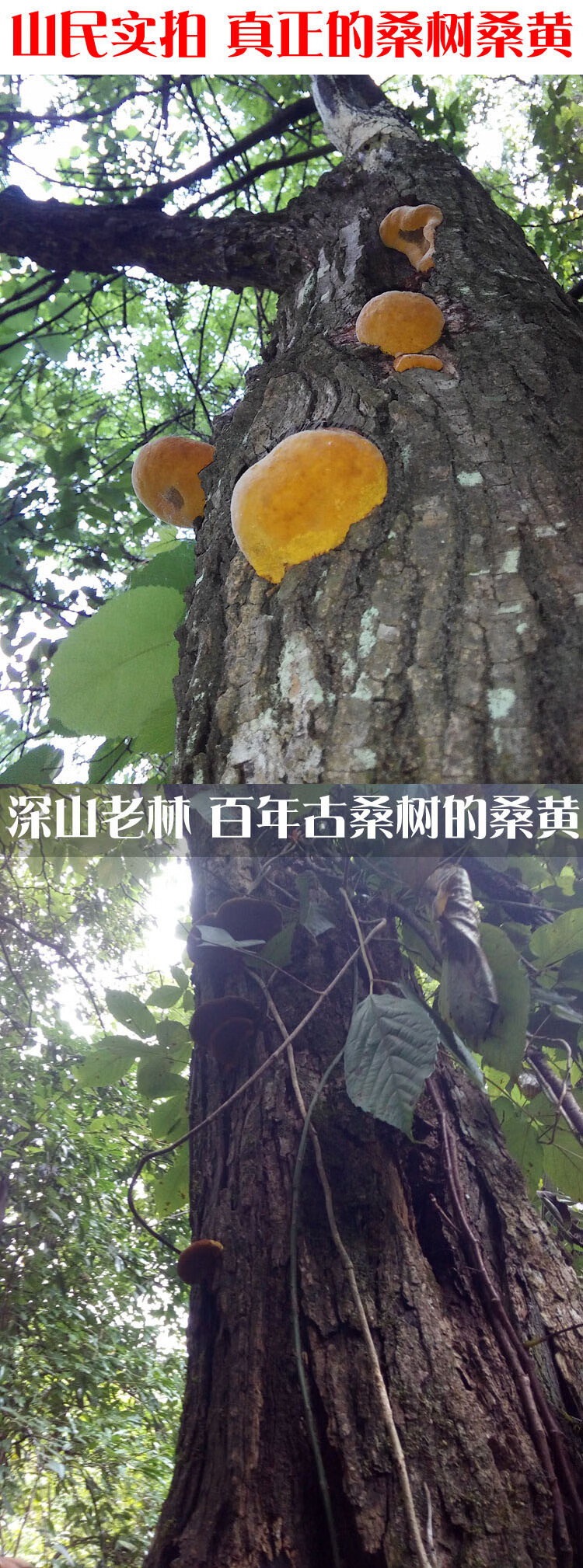 有仁堂秦岭特级桑树桑黄灵芝正宗西藏金边桑黄半斤桑黄茶250克益补方