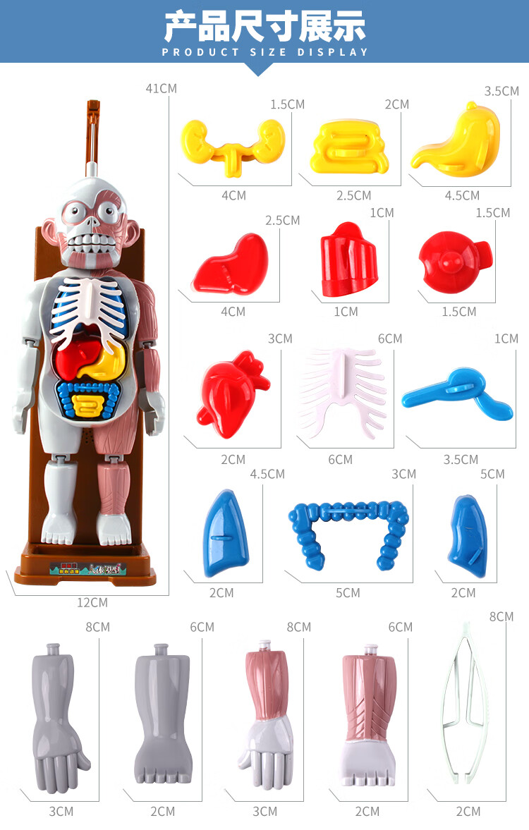 人体器官模型玩具科学区小制作diy材料实验创意小学生幼儿园区角