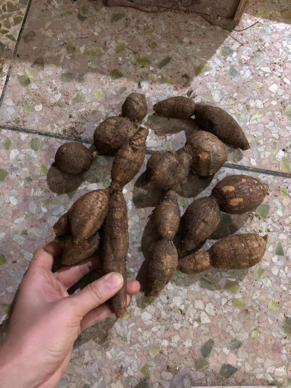 野外生牛大力中药原材煲汤泡酒料猪脚笠山莲藕新鲜挖金钟根粉质薯500g