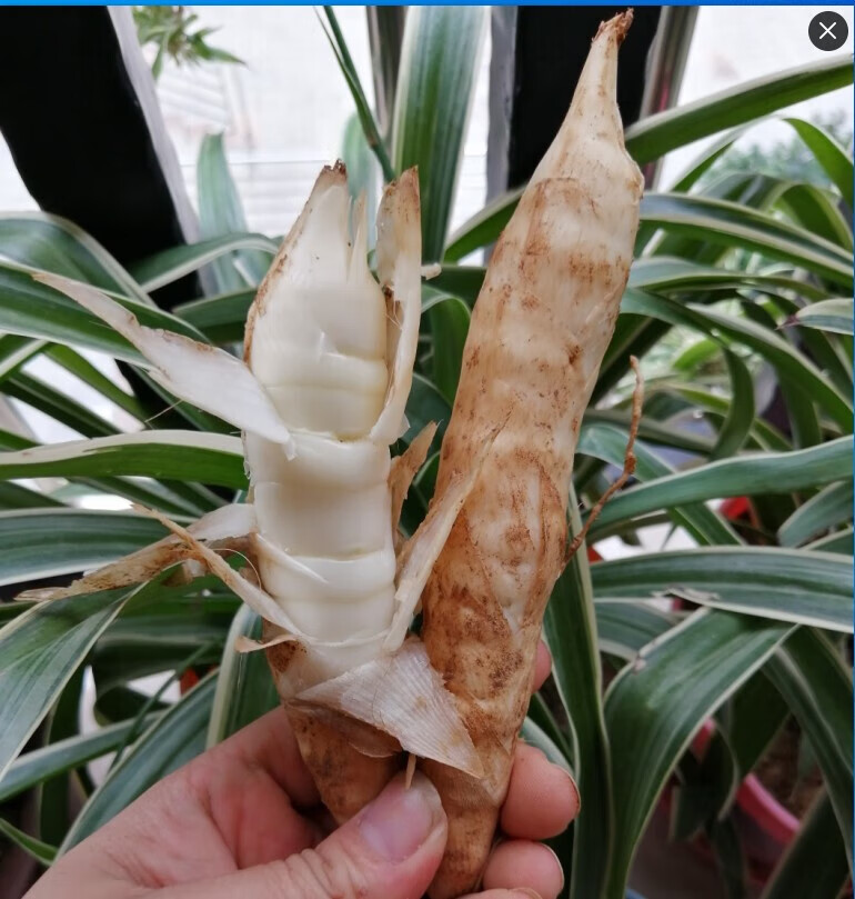 新鲜竹芋竹薯面薯冬薯化州农家竹薯粉绵冬芋煲汤食材 500g 小果【图片