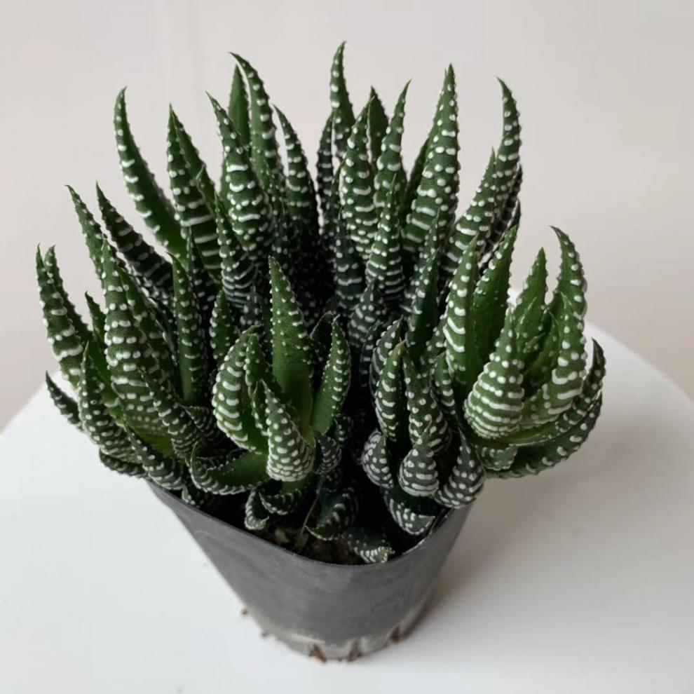 银爪十二卷属多肉植物鹰爪肉肉花室内盆栽多头小绿植桌面鹰爪2盆35头