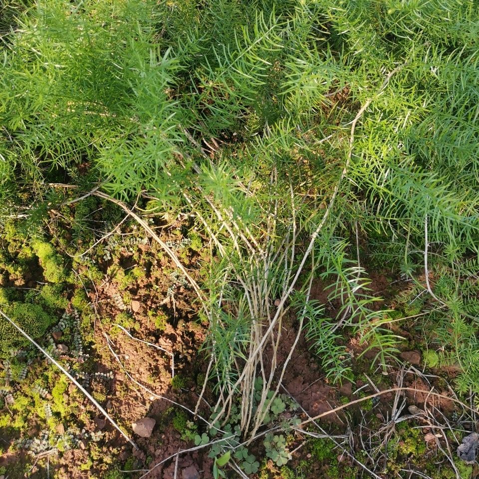 四川天冬草泡酒新鲜天门冬中药材川天冬根新货大门冬根 干货天冬500克