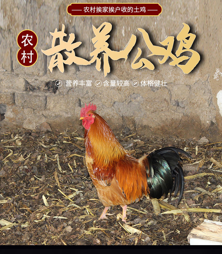 顺丰直达散养土鸡东北农村大公鸡正宗小笨鸡走地溜达鸡柴鸡三黄鸡新鲜
