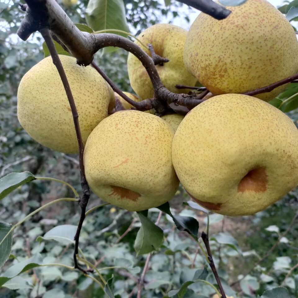 宁陵酥梨 河南商丘特产谢花酥梨贡梨石桥金顶老树秋梨白酥梨子水果当