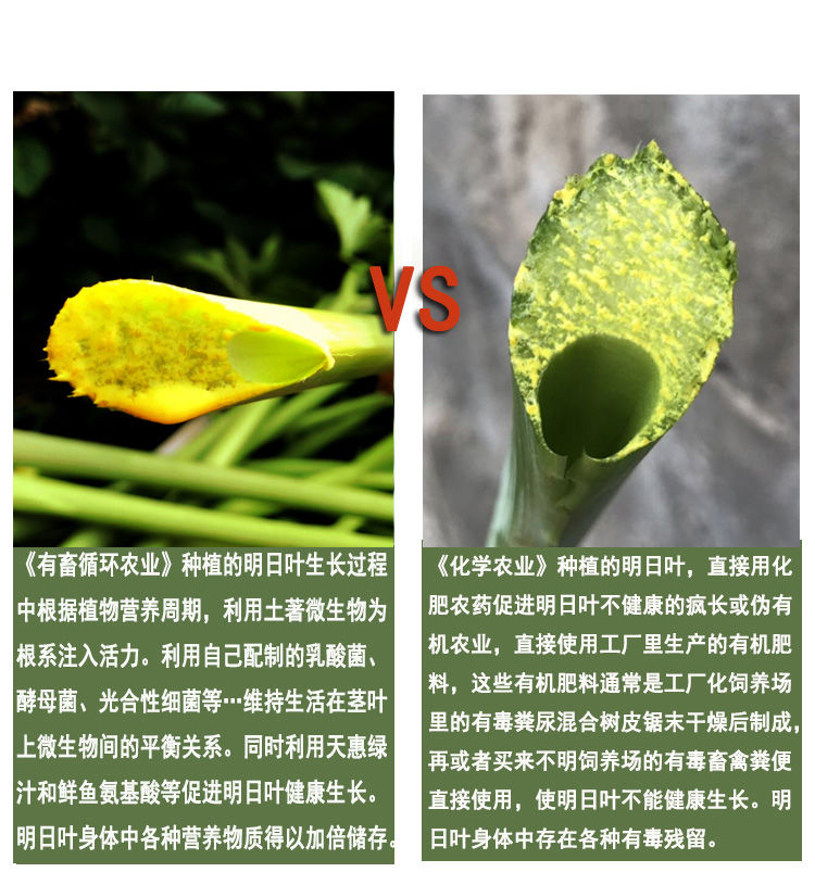 明日叶查尔酮明日草干茎叶 手工茶干品 自然农法种植良心品质 50g