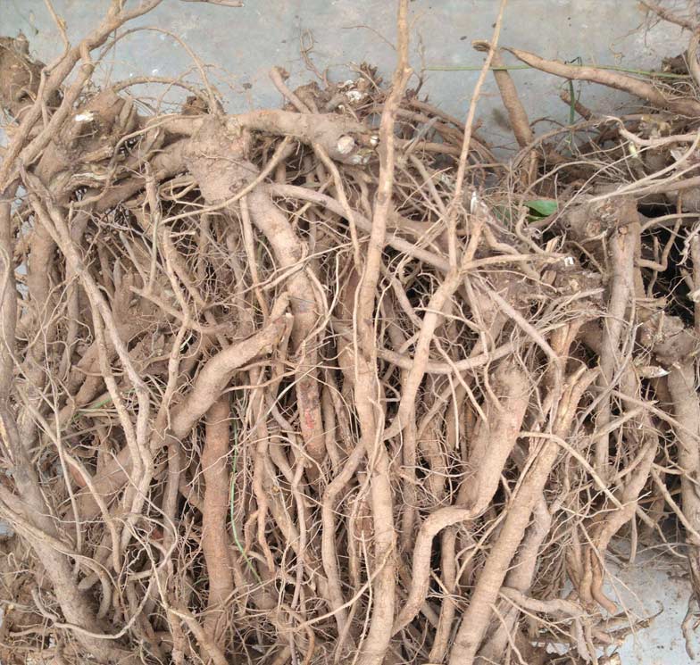 广西野外生千斤拔500g中药原材一条根钉地根千金拨钻地风中草药杞里香