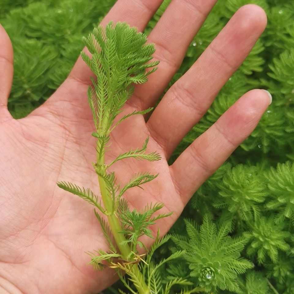 狐尾藻鱼缸水族箱造景观赏水草好养水草懒人真水草蜈蚣草植物活体精选