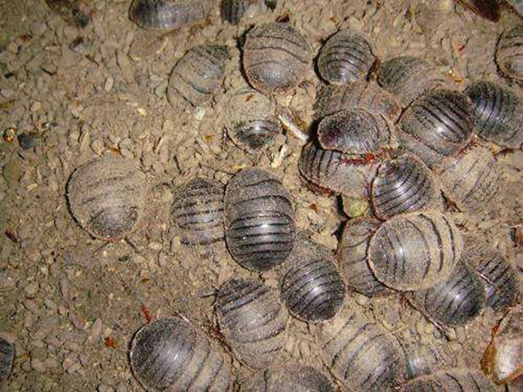 土元虫活土鳖虫活体活土元土鳖子地鳖子虫地鳖虫中药原材料500克