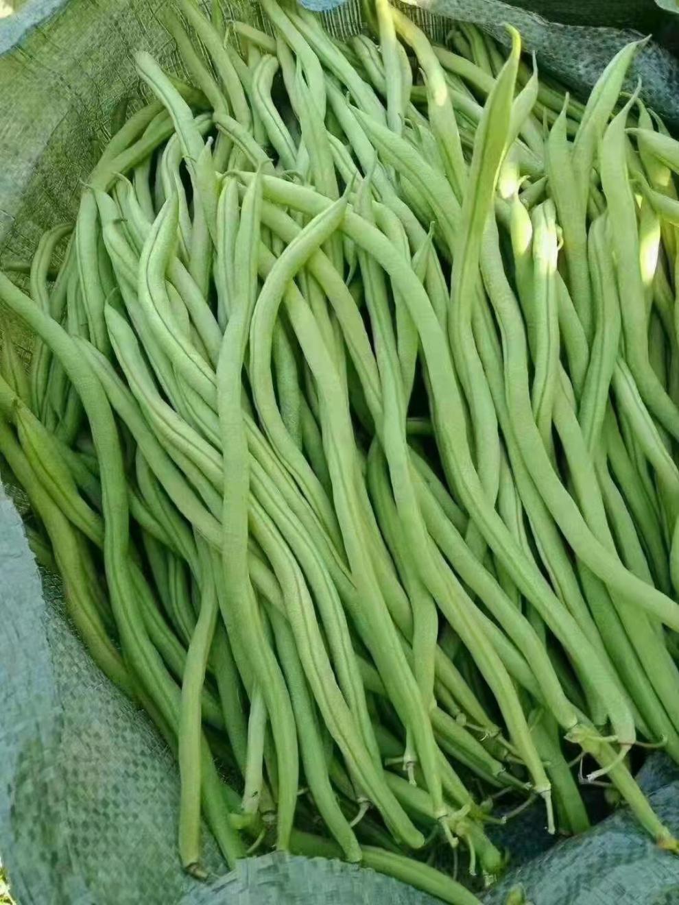 云南新鲜无筋豆新现摘现发泡沫箱精品3斤装