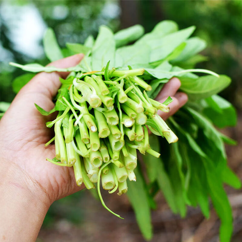 柳叶空心菜种子水上竹叶菜水生盆栽青梗蔬菜籽四季蔬菜种子孑 柳叶