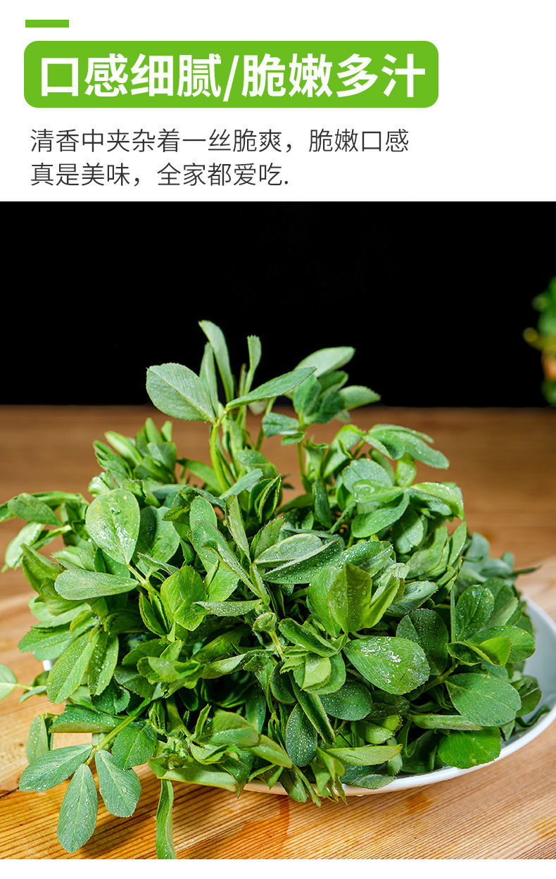 苜蓿菜新鲜现摘露天头茬草头农家当季食用蔬菜现摘草头苜蓿芽高原2斤