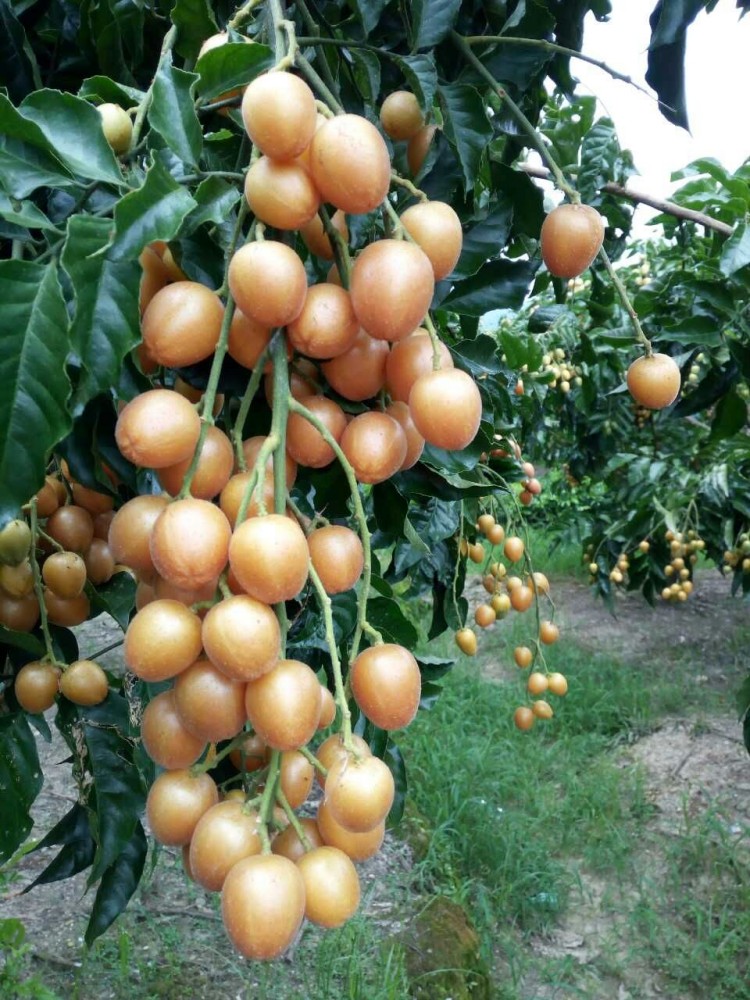 颜曼箐 郁南特产新鲜无核黄皮鸡心黄皮果冰糖心酸甜现摘广东孕妇水果