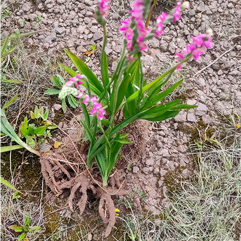 96 新货干货盘龙参中药材250/500g云南深山盘龙参 猪鞭草 鲤鱼草