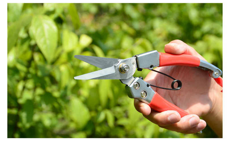 摘果剪园艺修枝剪稀果剪刀水果桔子蔬菜采摘葡萄剪子采果摘果剪刀短