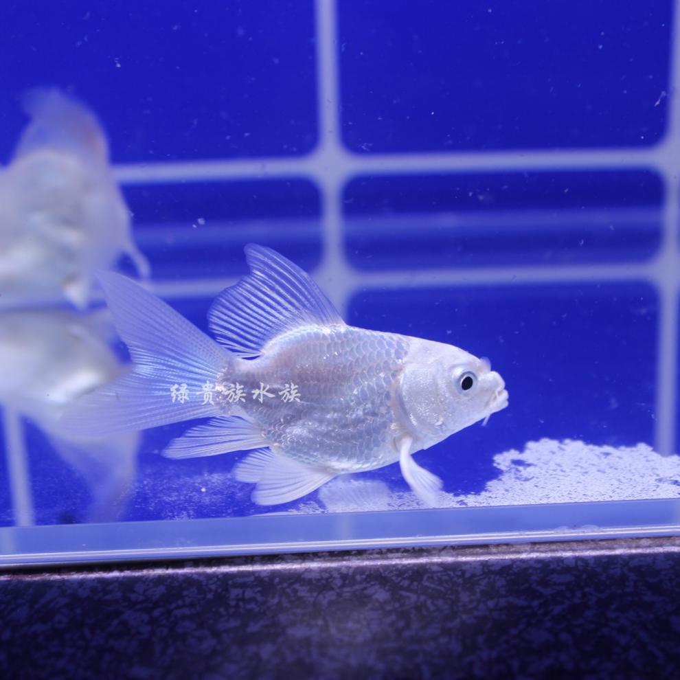 秋颖 正宗蝴蝶鲤纯种短身球体形贵妃长尾淡水耐养鱼冷水观赏小鱼苗