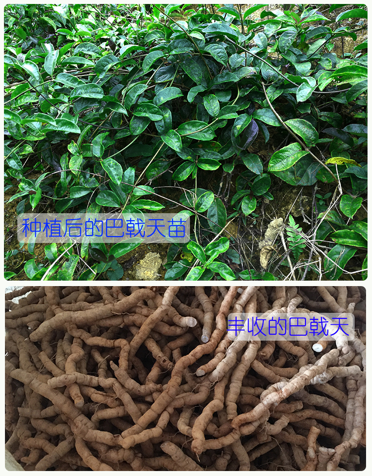 花姬正宗肇庆巴戟天苗德庆巴戟苗高要中药树苗鸡肠风树苗10棵价格裸根