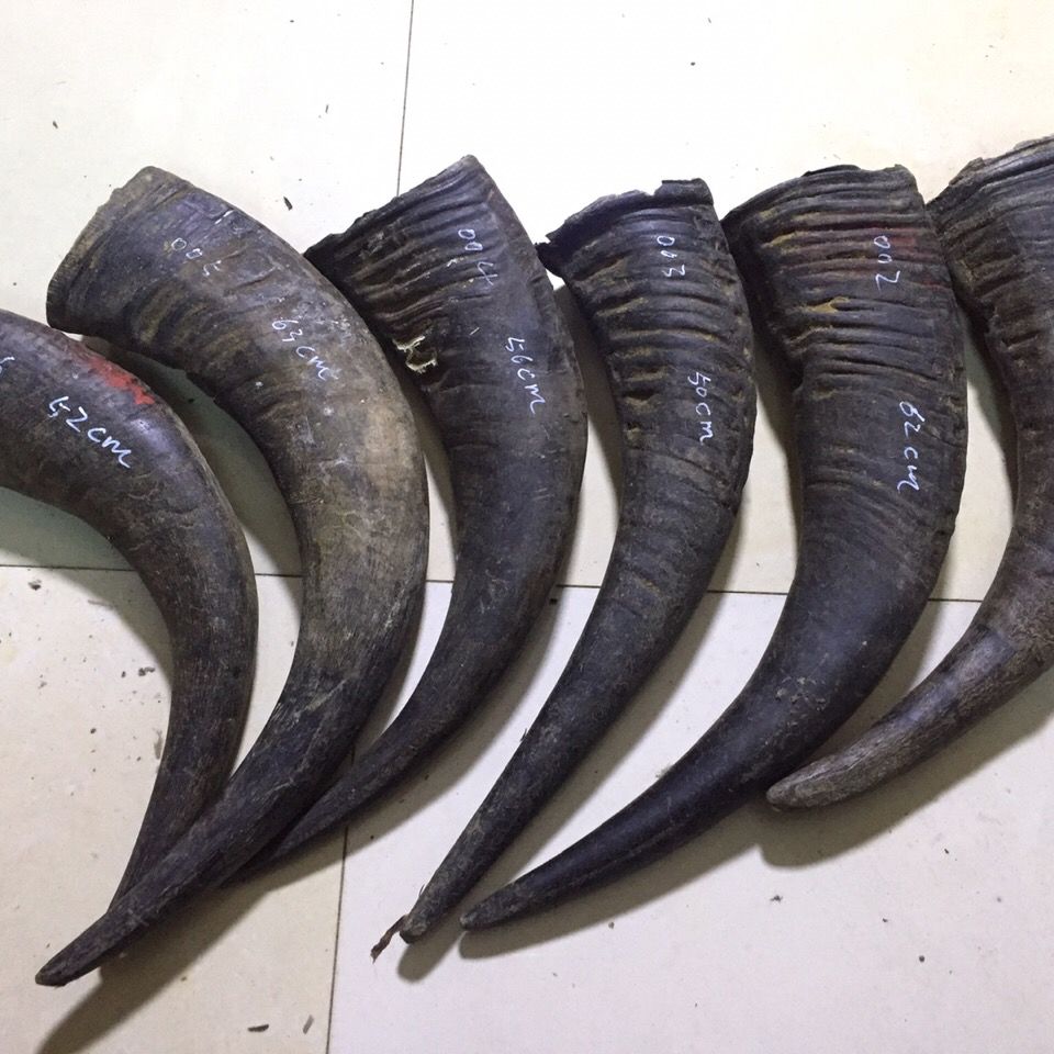 天然水牛角号角原角整角材料 角号制作 道教道士法号师公号角法器0