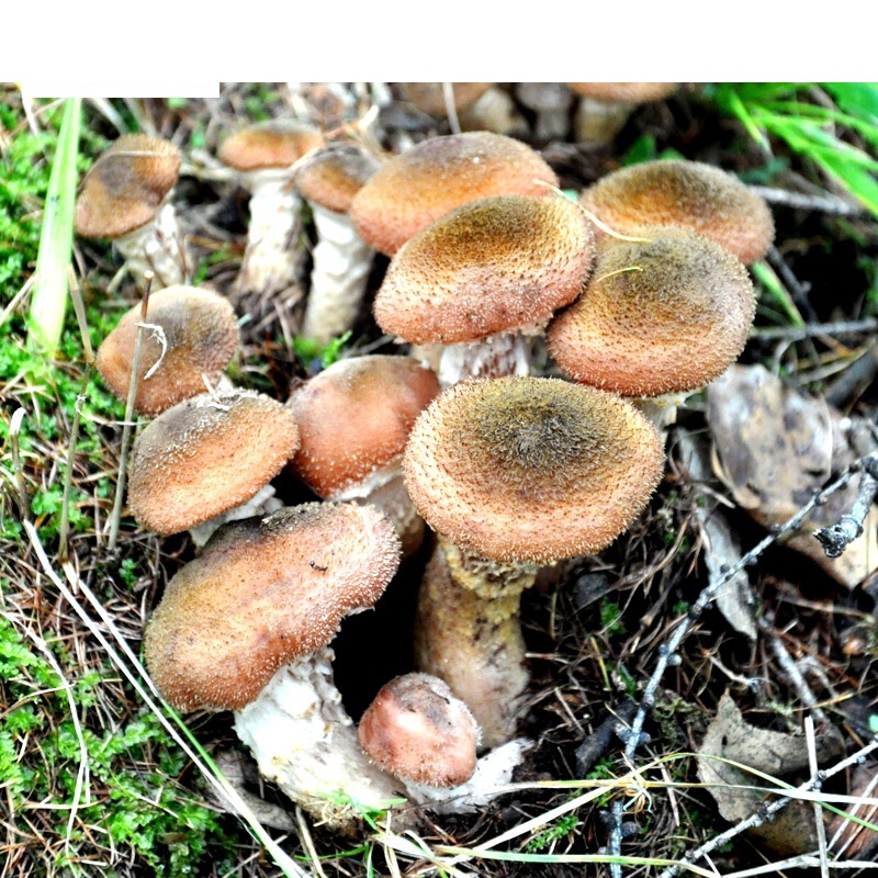 榛蘑东北榛蘑小鸡炖蘑菇干货深山特产榛蘑丁新货香菇类菌200g