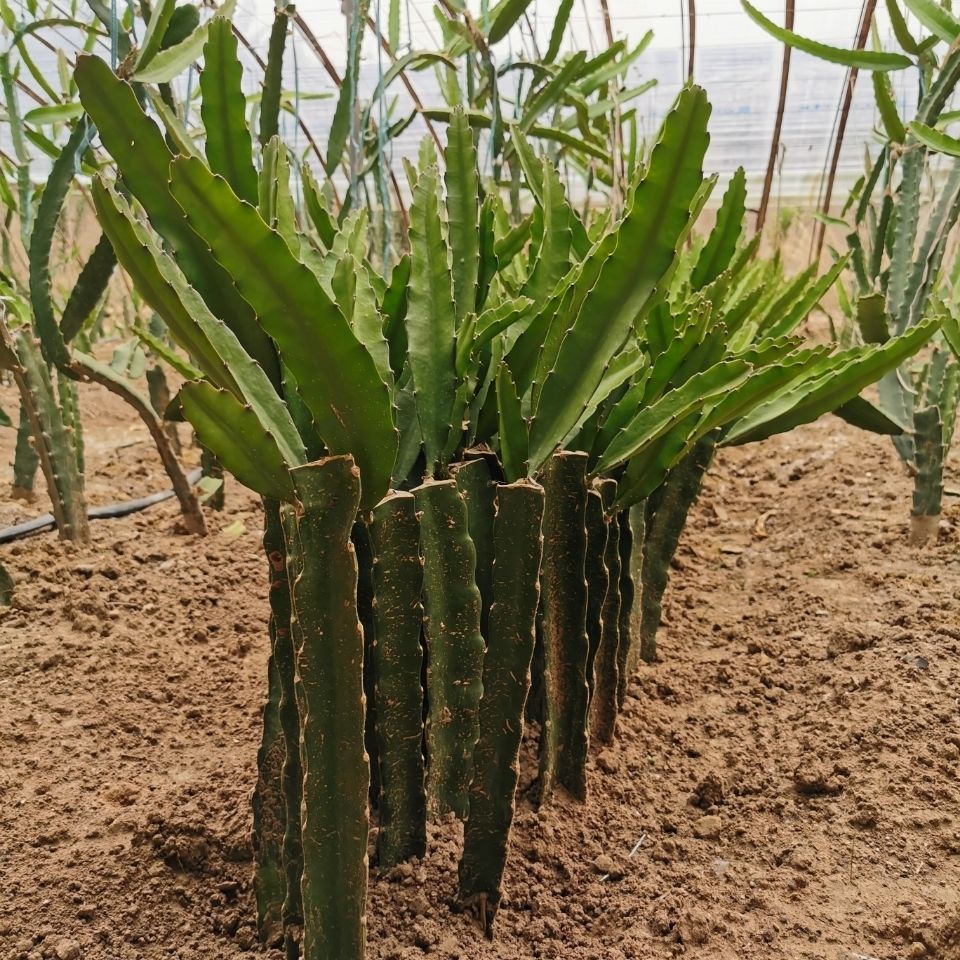 红心火龙果苗南北方四季种植 40-50公分三颗装直播间