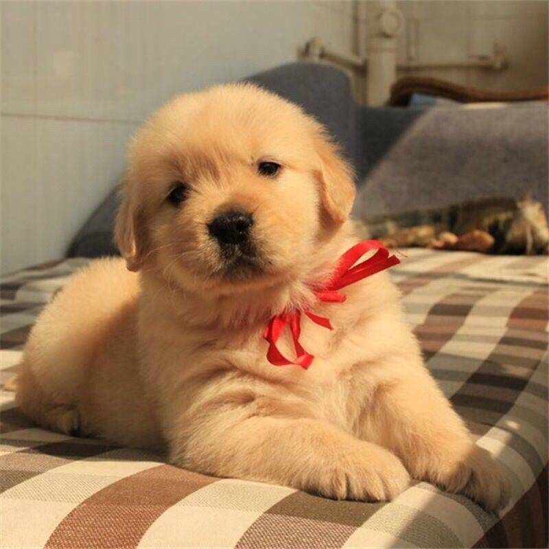 金毛犬幼犬活体狗狗宠物狗金毛犬导盲犬大骨架金毛家养宠物狗 金毛