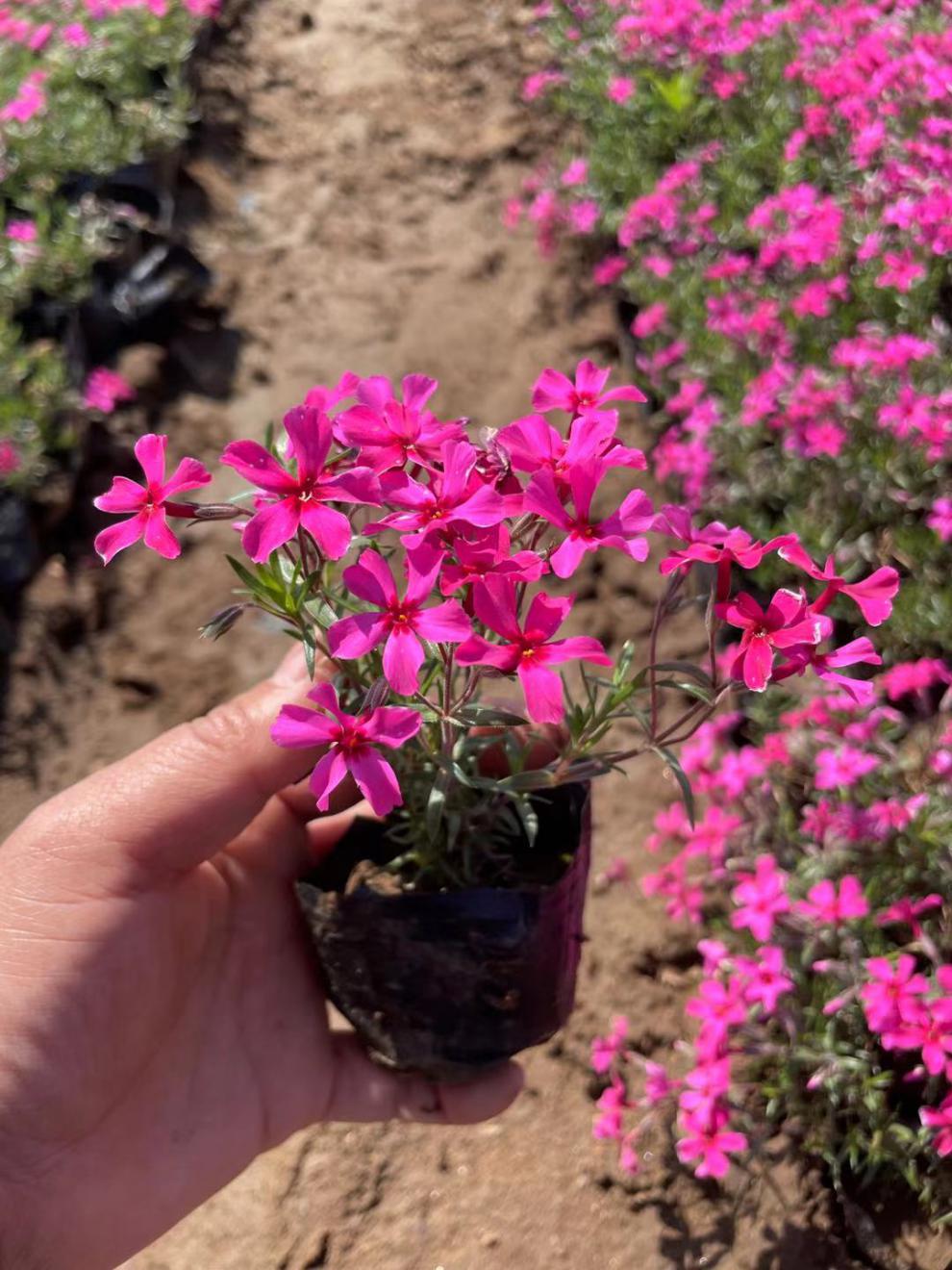 芝樱花苗小苗盆栽丛生福禄考多年生阳台庭院草坪花卉宿根四季常绿整箱
