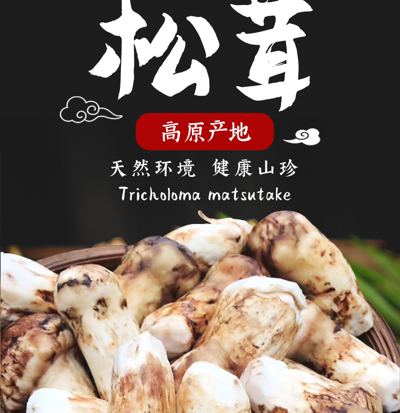 野生新鲜松茸500克云南香格里拉小金 稻城甘孜藏区松茸顺丰空运 10