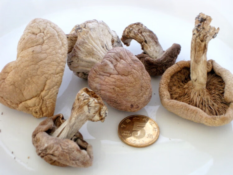 阿尔山蘑菇种类图片