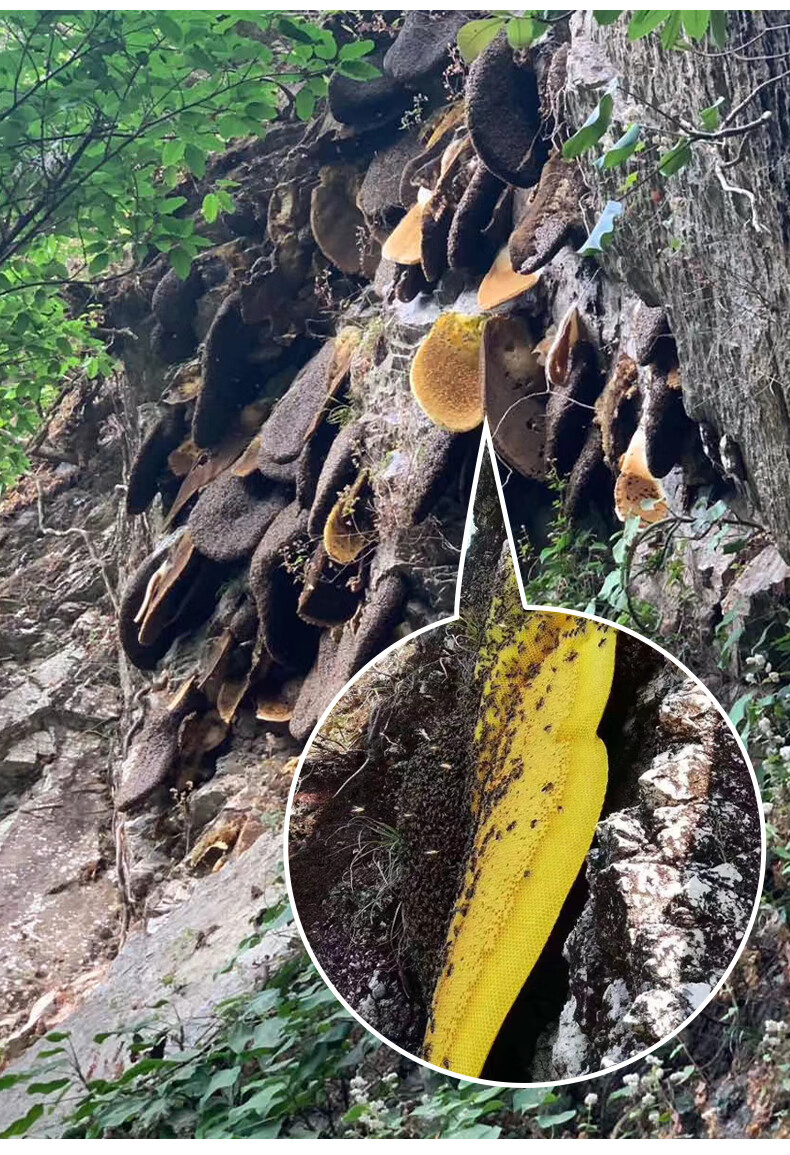 云南野生崖蜜岩蜜纯正食用蜂巢蜜喜马拉雅蜂土蜂蜜百花蜜过滤好的