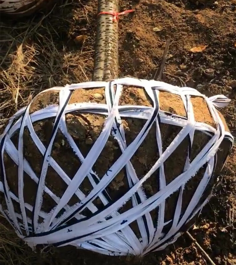 绑大棚绳子压膜绳果树拉树枝苗木拉枝打包绳土球打包带风布条捆球形1
