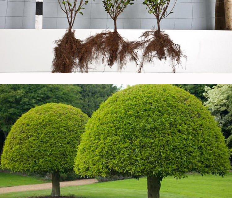 金叶女贞球园林绿化庭院球形植物小叶女贞树苗金森女贞苗四季常青