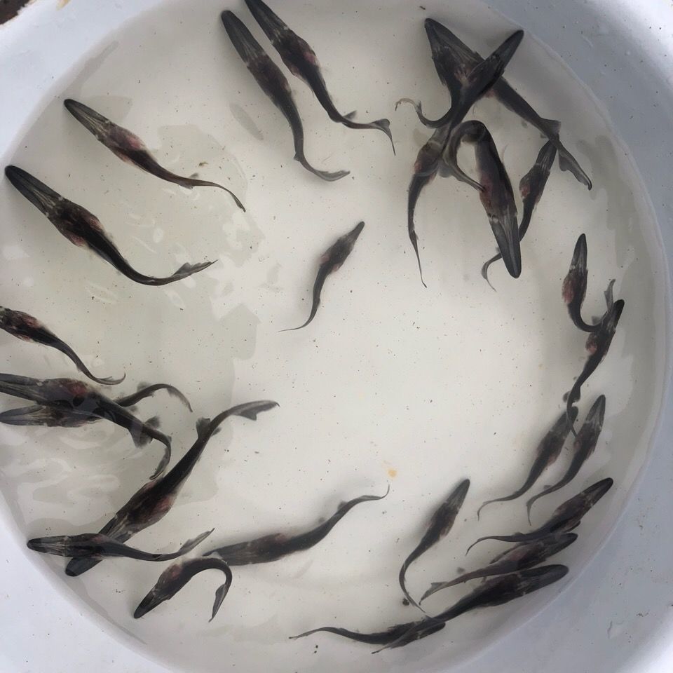 1条9-12cm鸭嘴鱼苗 2022年现货!