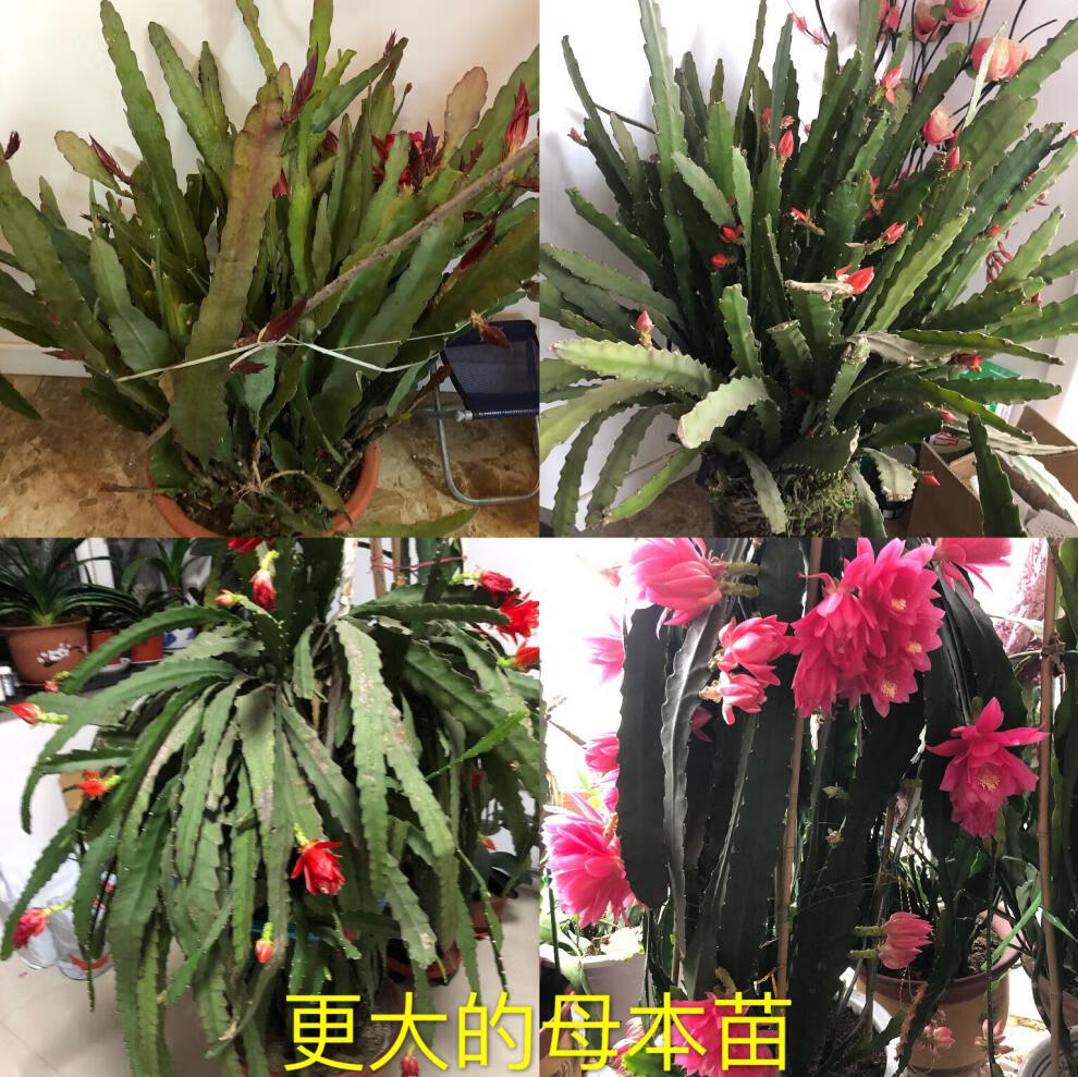 白色令箭荷花苗带根带花苞白香妃盆栽大叶小叶昙花嫁接室外内香味大苗
