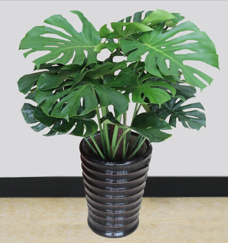 倾颜原盆原土小龟背竹盆栽 室内客厅办公室大型植物盆景 观叶绿植花卉