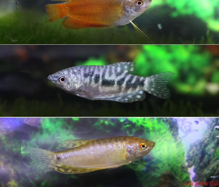 黄蓝曼龙鱼珍珠马甲鱼马甲球五彩丽丽鱼曼龙球水族宠物活体 天蓝色