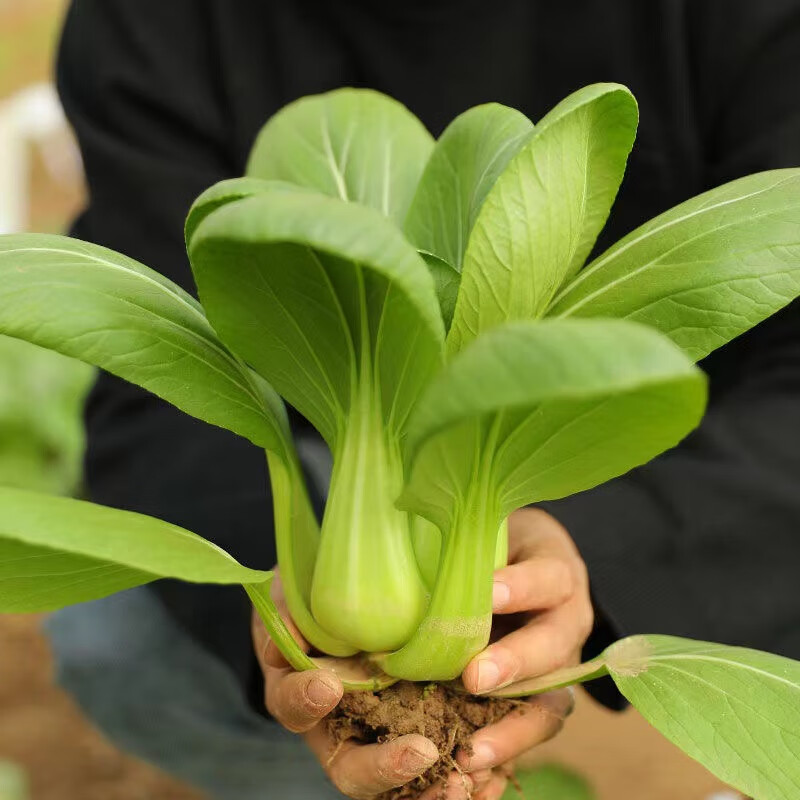 苗矮脚苏州青小苗阳台盆栽鸡毛菜幼苗四季蔬菜苗 上海青苗10棵【图片