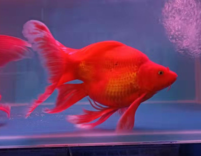 蝴蝶鲤活体活鱼球体红色蝴蝶鲤火红鲤锦鲤冷水鱼贵妃鲤龙凤银龙淡水鱼