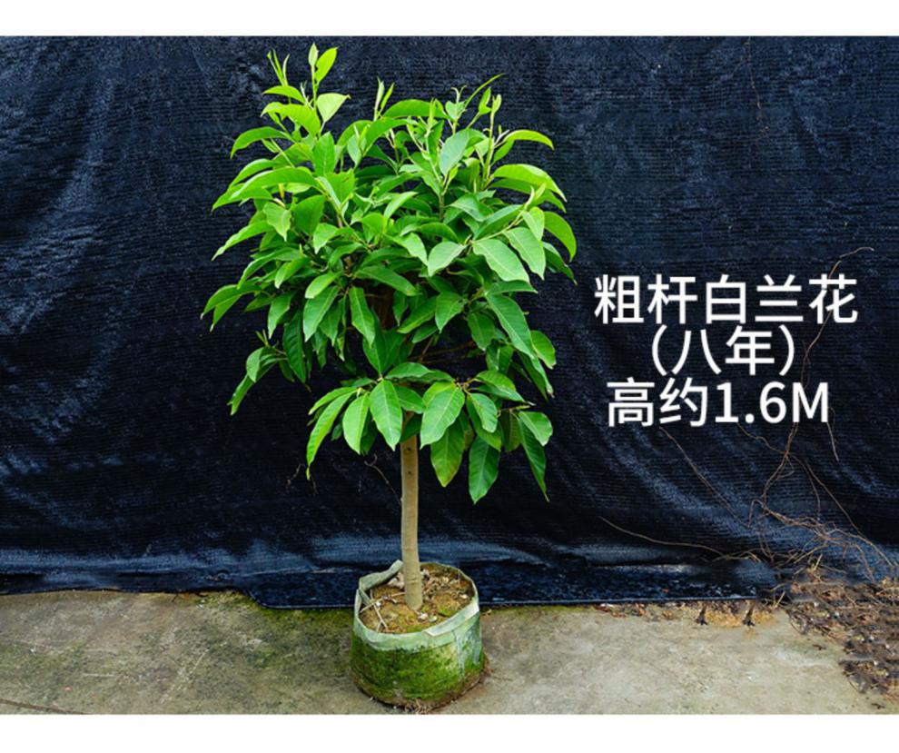 白兰花盆栽花卉植物室内玉兰树苗带花苞四季浓香型黄角兰 单杆白兰花