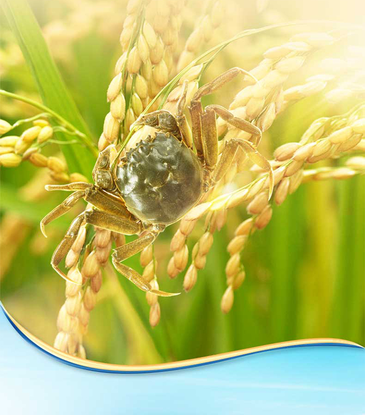 金龙鱼东北大米kg蟹稻共生粳米香米十公斤【图片 价格 品牌 报价】