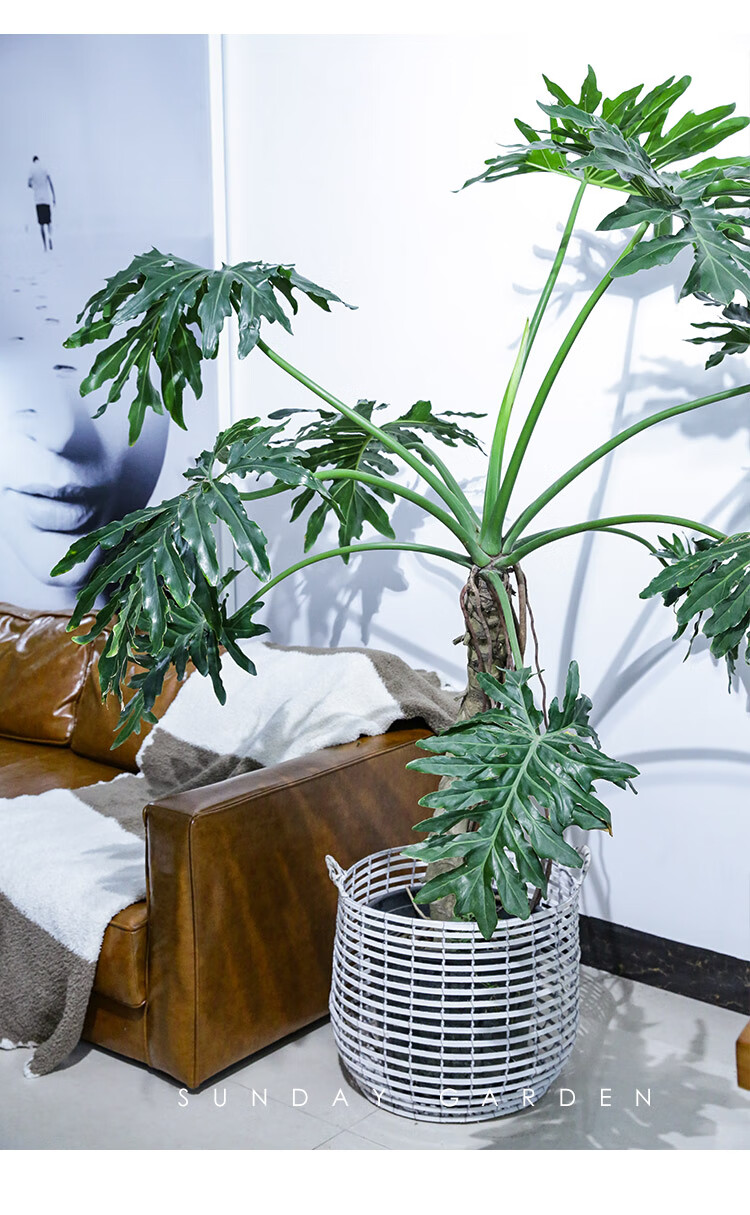 开背龟背竹室内大型绿植龟竹大盆栽老桩小天使喜阴轻奢植物 3年春羽