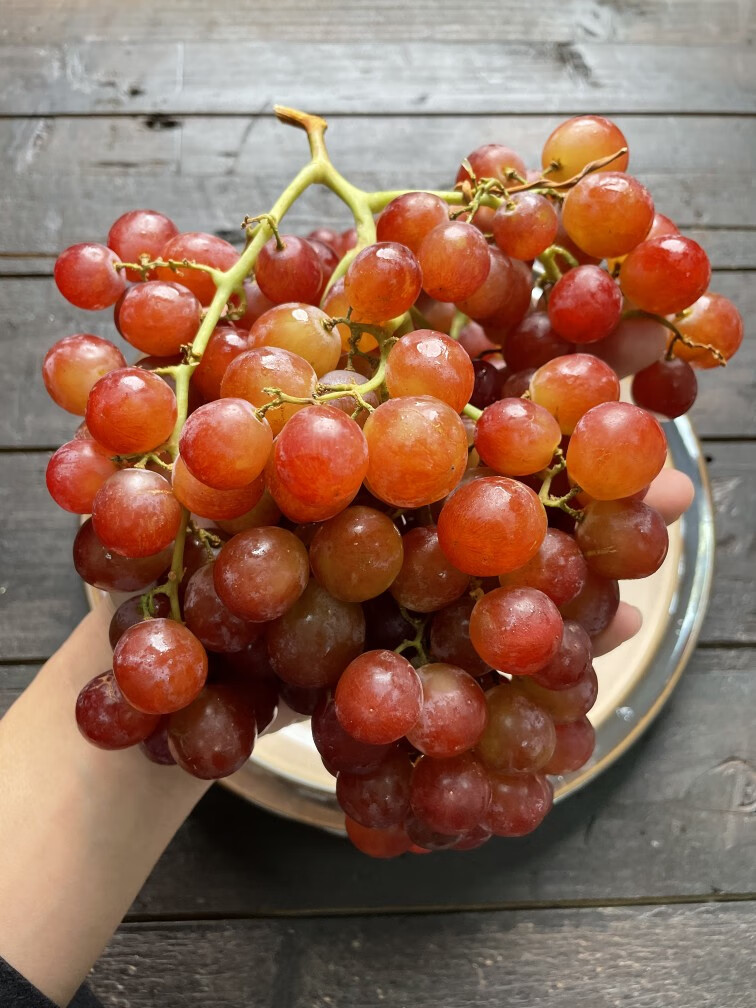 智利慕斯卡香水葡萄红提子高甜皮薄当季新鲜水果2/4斤顺丰空运 2斤