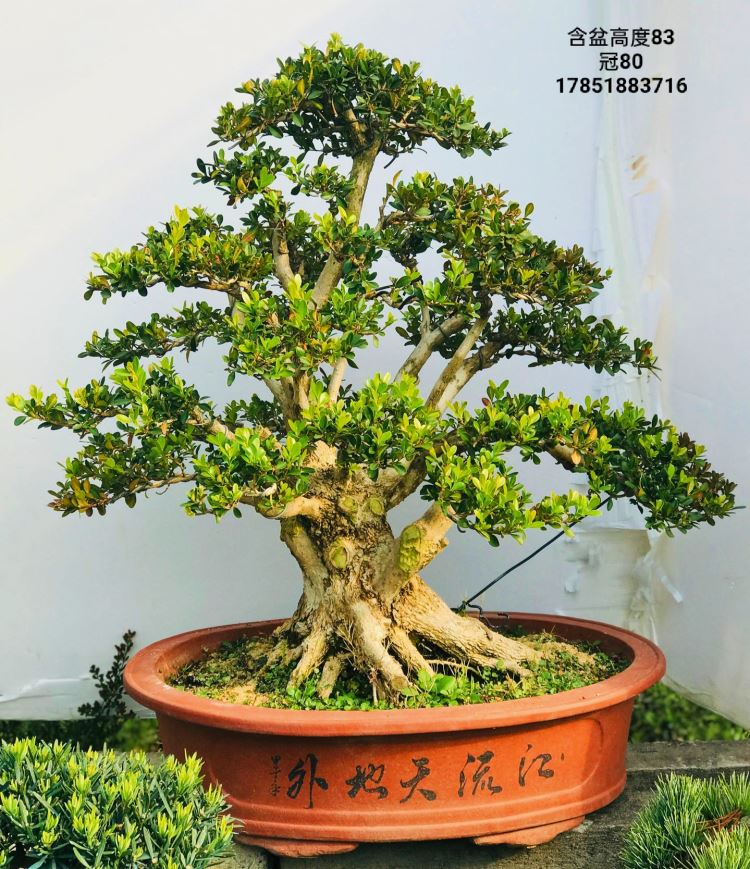 精品瓜子黄杨盆景 造型黄杨老桩实物 矮霸造型黄杨盆景 四季常青 荧光