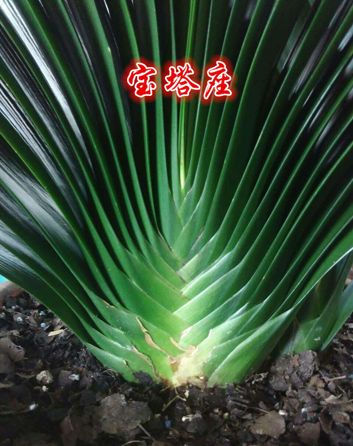 花姬长春正道精品君子兰中华利剑麻王塔座国兰小苗坑纹油匠技师大桥