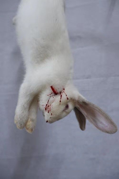 兔子肉新鲜烫皮兔现杀带皮兔子肉活兔现杀整只3斤9斤冷冻锦蜜姬烫皮兔