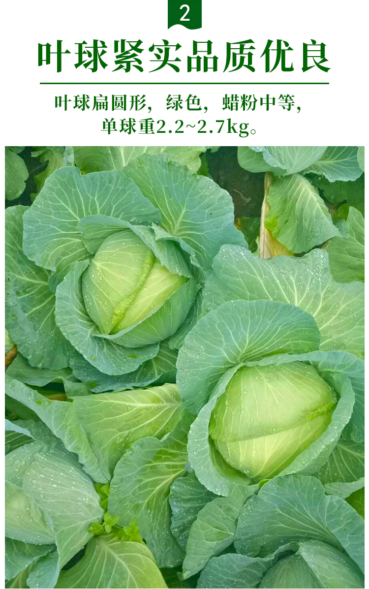 京丰一号甘蓝种子种籽包心菜卷心菜包菜春季秋季菜种蔬菜苗孑籽种京丰