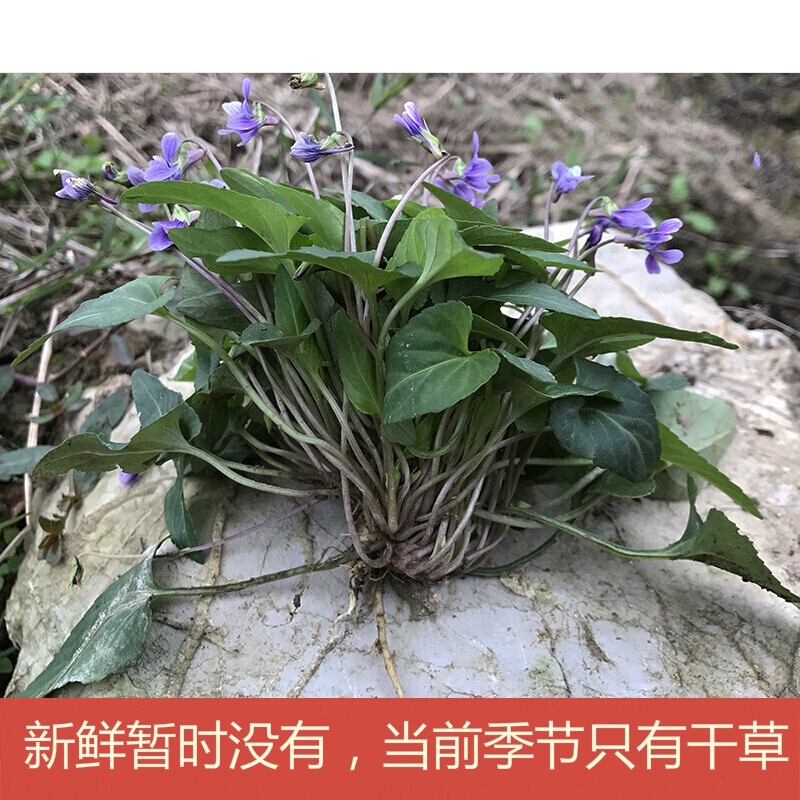 偉博 犁頭草500g新鮮紫花地丁現採草藥材犁嘴草玉如意草鏵頭草