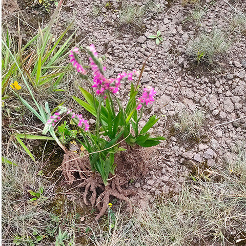 96 新货干货盘龙参中药材250/500g云南深山盘龙参 猪鞭草 鲤鱼草
