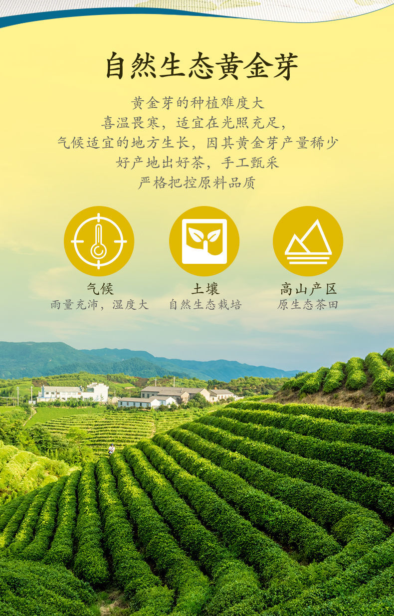 黄金芽2021新茶特级雨前安吉正宗白茶高山绿茶精美罐装雨前一级黄金芽