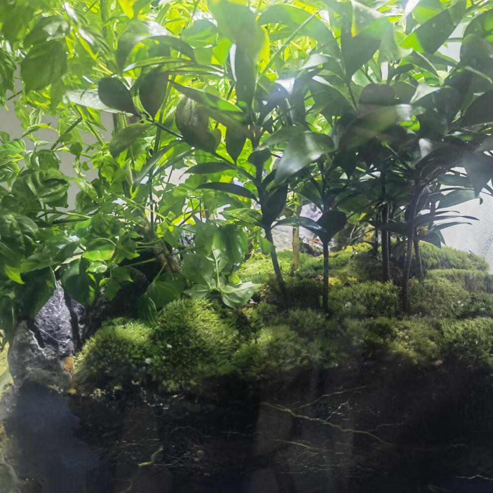 鲜活苔藓白发藓微景观生态瓶植物盆栽桌面盆景雨林水陆缸造景青苔