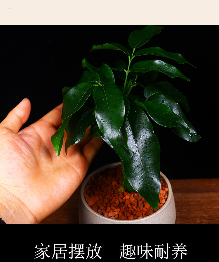元宝树开心果绿元宝盆栽盆景室内阳台趣味耐养桌上花卉绿植元宝树松下